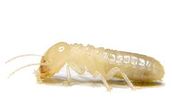Termite